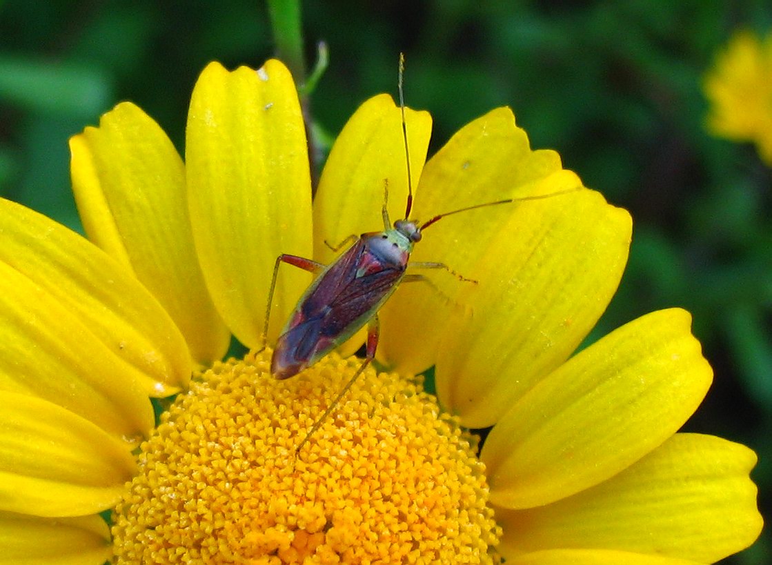 Miridae: una variante di colore di Closterotomus trivialis?